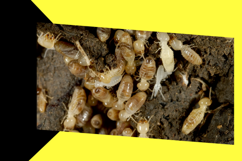 Termite Treatment Options For Your Home