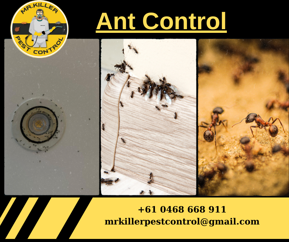 Ant Control | Pest Control for Ants Essendon West, Vic 3040