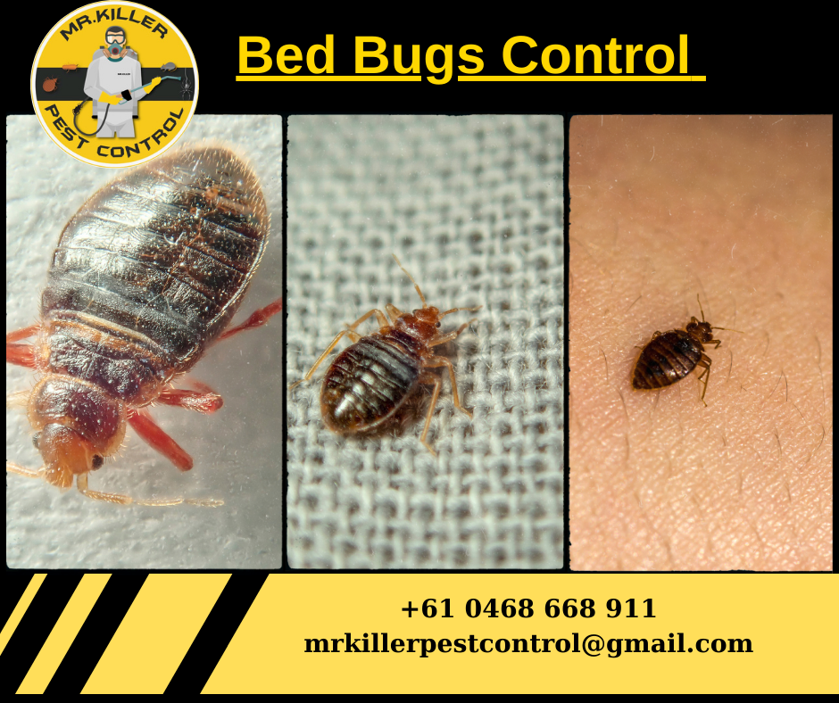 Bed Bugs Control Footscray, Vic 3011