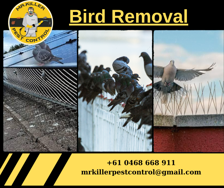 Bird Removal Essendon West, Vic 3040