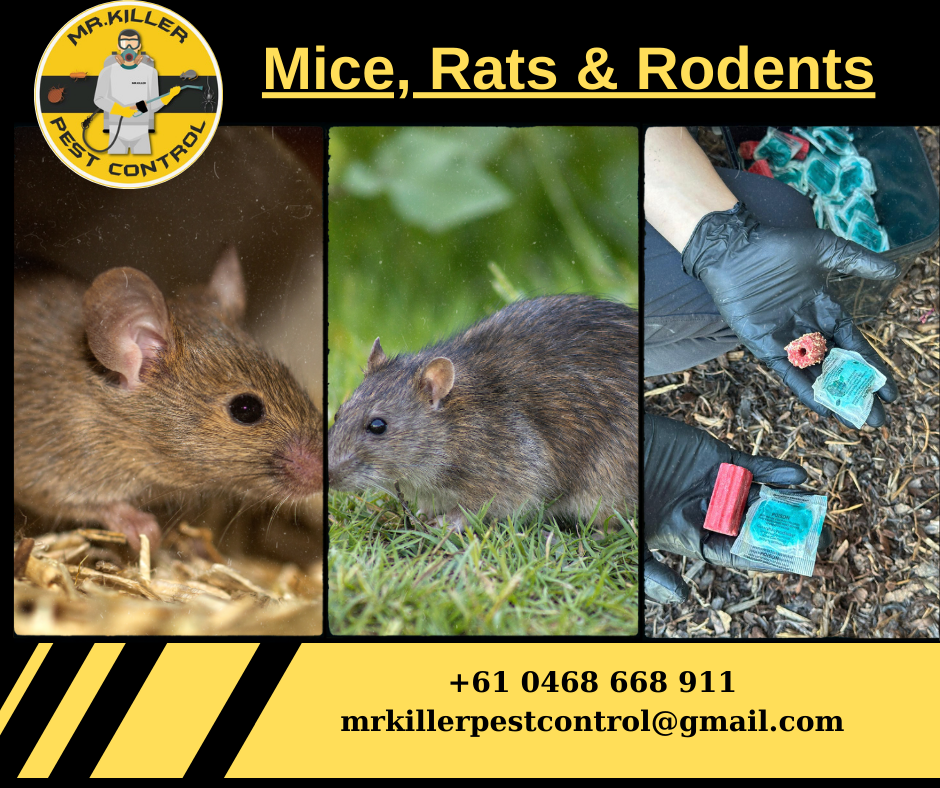 Rodent Removal & Control Services Near Me - Mice and Rat Removal Vic, Mornington 3931