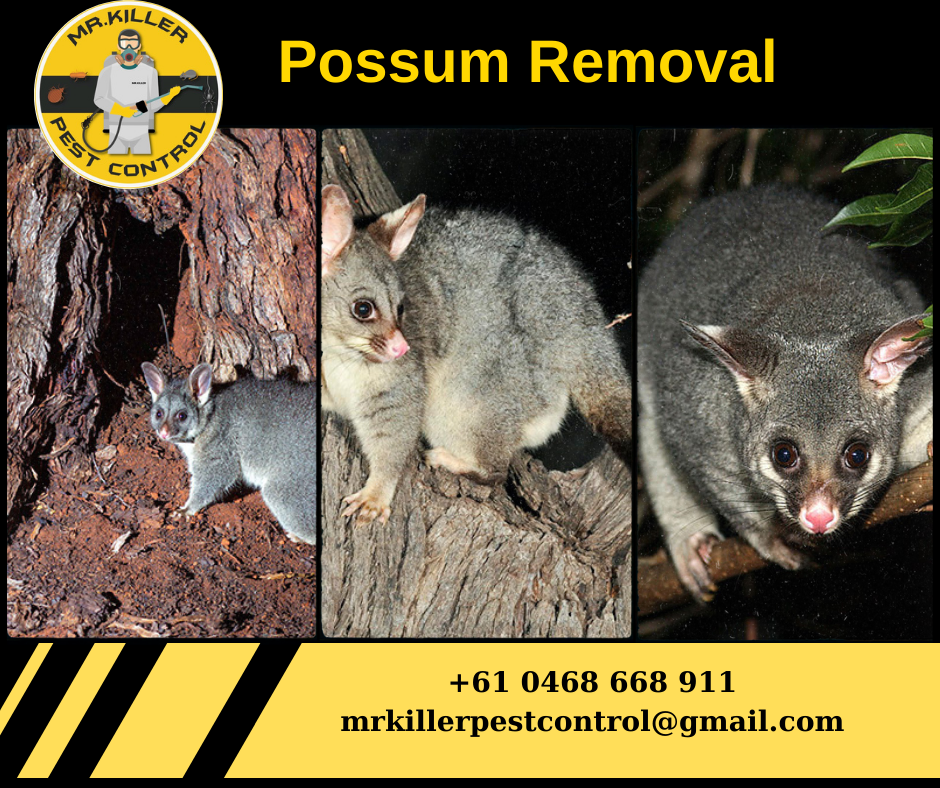 Possum Removal
