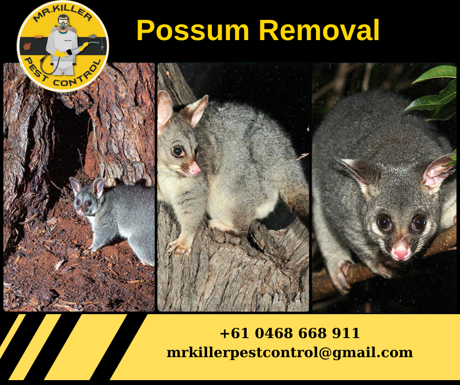 Possum Removal service Near Me Vic, Chelsea 3196