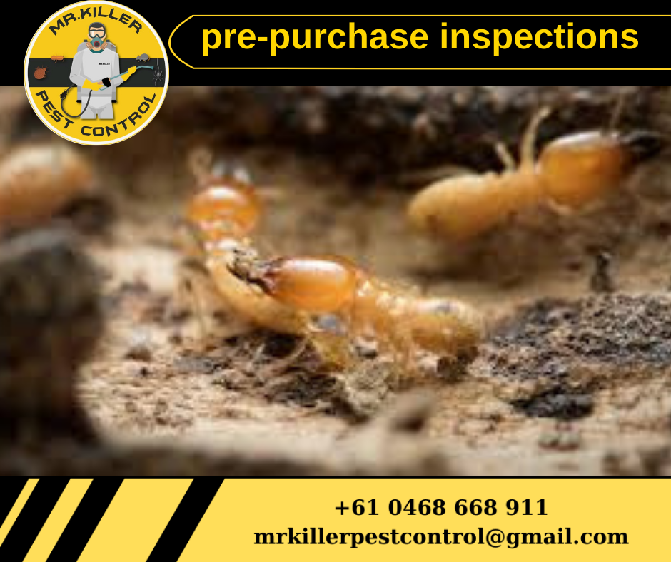 Termite Pre-Purchase Inspection Keilor, Vic 3036