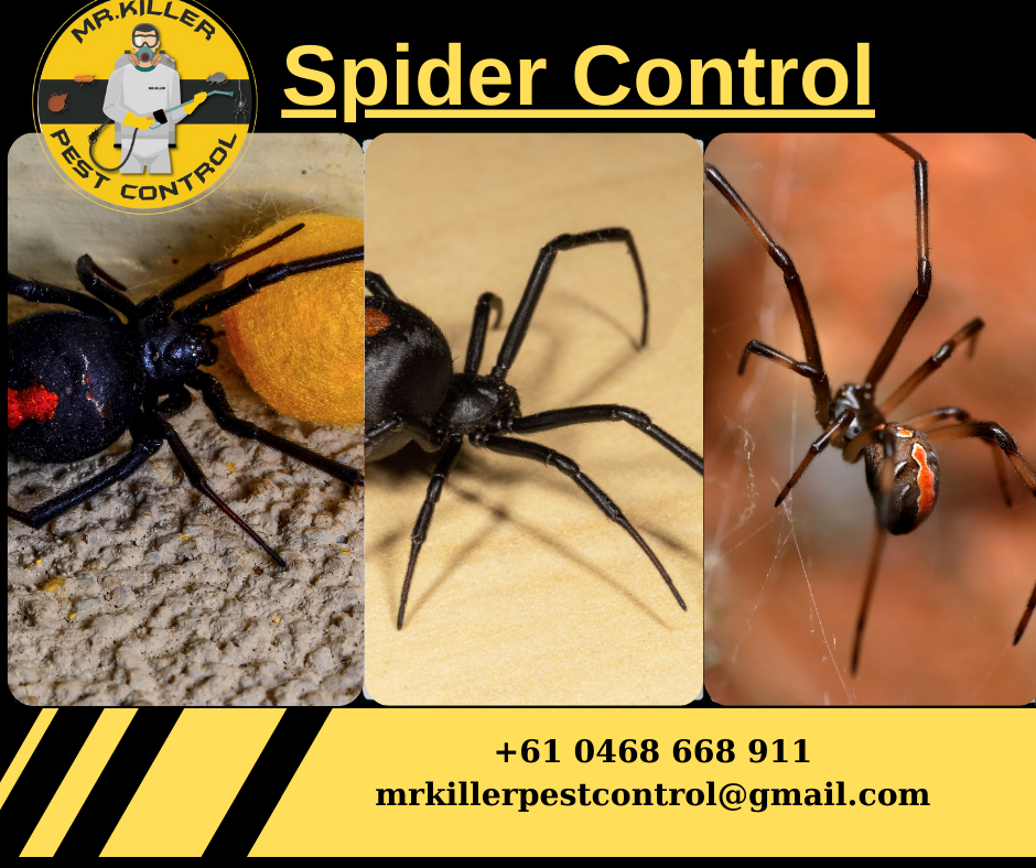 Spider Pest Control And Treatment Essendon West, Vic 3040